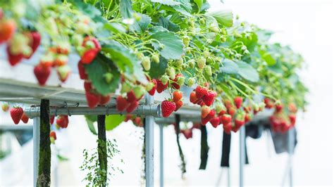 Do hydroponic strawberries taste better?