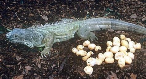 Do iguana eggs need to be fertilized?