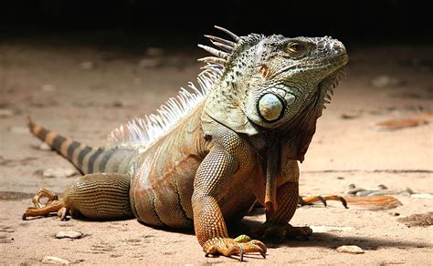 Do iguanas bite often?