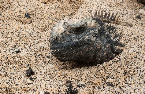 Do iguanas bury their eggs?