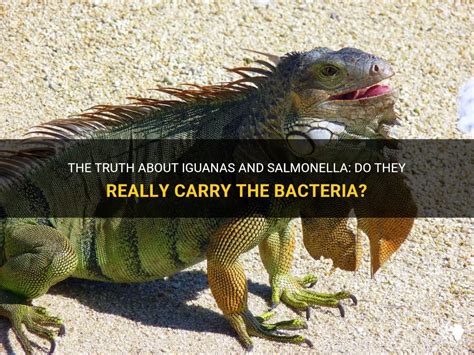 Do iguanas carry E coli?