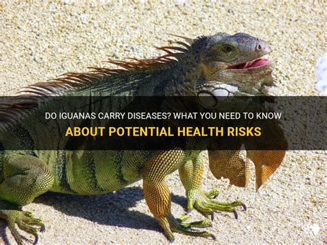 Do iguanas carry diseases?
