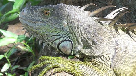 Do iguanas carry parasites?