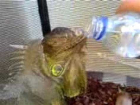 Do iguanas drink water?