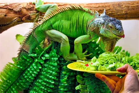 Do iguanas eat any meat?