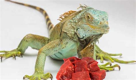 Do iguanas eat meat?