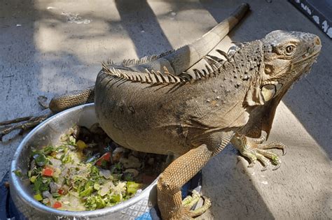 Do iguanas eat mice?