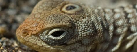 Do iguanas have 3 eyes?