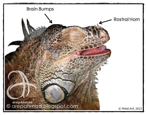 Do iguanas have a brain?