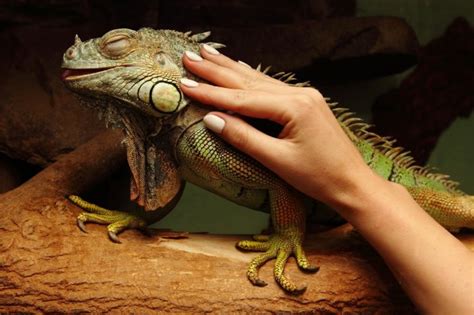Do iguanas have feelings?
