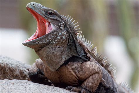 Do iguanas have nipples?