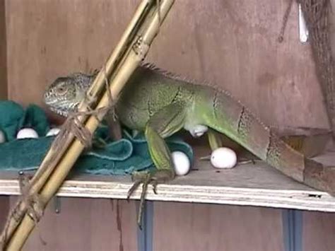 Do iguanas lay infertile eggs?