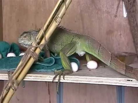 Do iguanas lay unfertilized eggs?