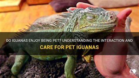Do iguanas like human interaction?