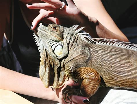 Do iguanas like to be handled?