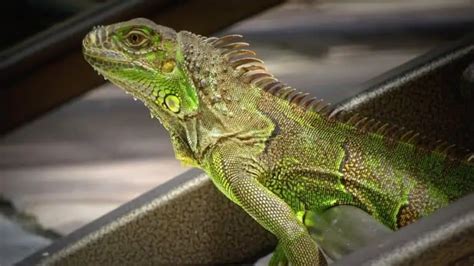 Do iguanas need a lot of attention?