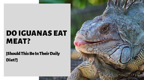 Do iguanas need meat?