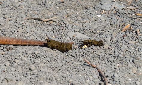 Do iguanas poop once a year?