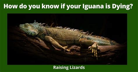 Do iguanas remember you?