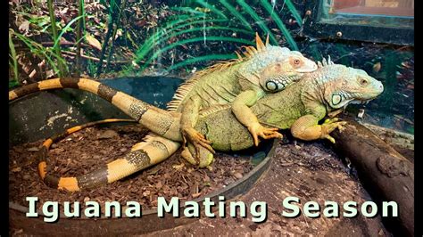 Do iguanas reproduce asexually?