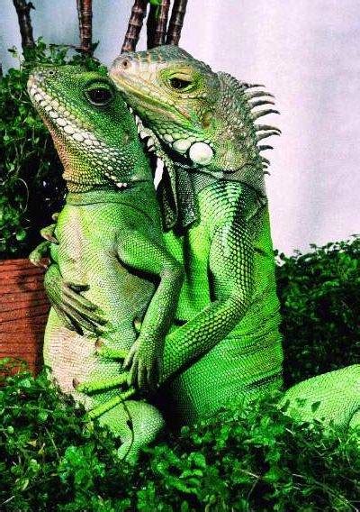 Do iguanas show love?