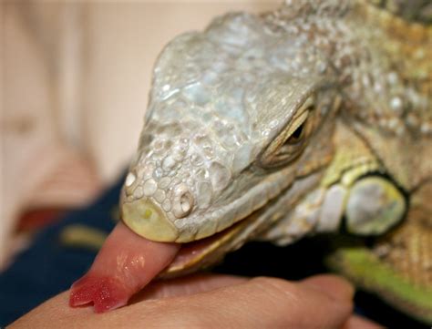 Do iguanas smell with their tongue?