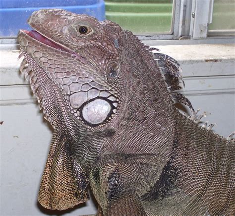 Do iguanas smile when happy?