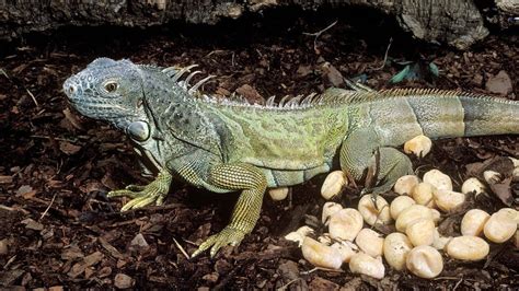 Do iguanas stay with their eggs?