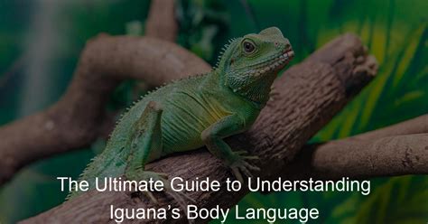 Do iguanas understand human language?