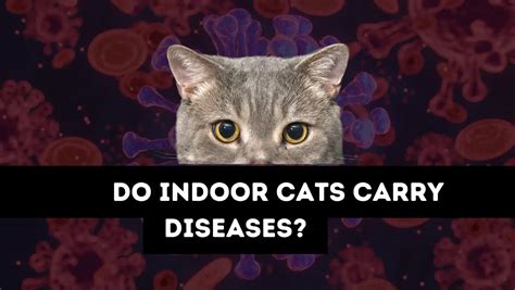 Do indoor cats carry diseases?