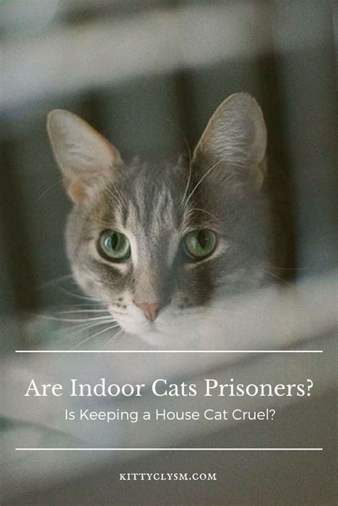 Do indoor cats feel like prisoners?