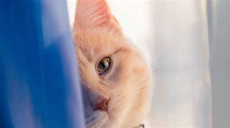 Do indoor cats get lonely?