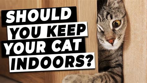 Do indoor cats hate being inside?