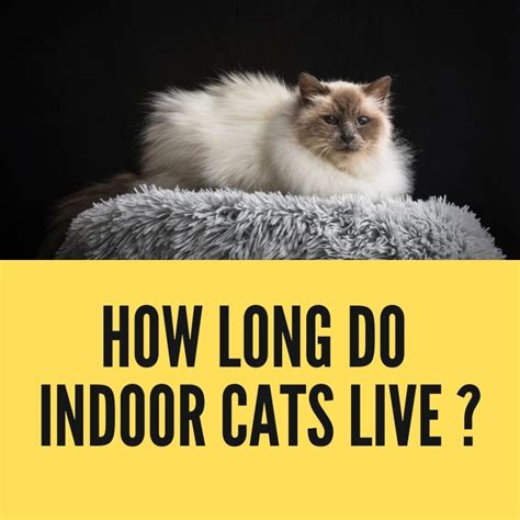 Do indoor cats live longer?