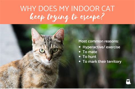 Do indoor cats try to escape?