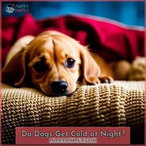 Do indoor dogs get cold at night?