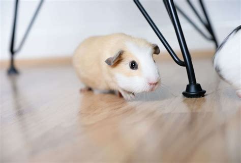 Do indoor guinea pigs live longer?