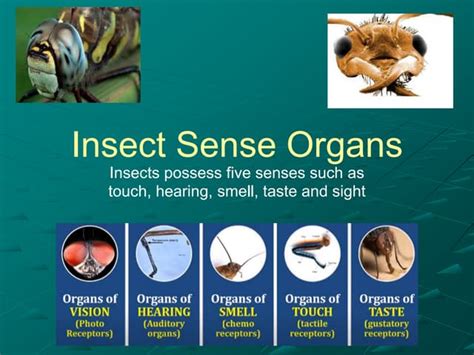 Do insects sense fear?