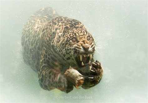 Do jaguars go underwater?