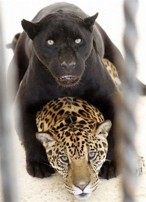 Do jaguars hate humans?