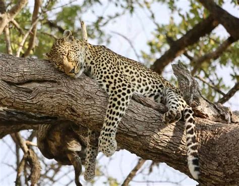 Do jaguars like to sleep?