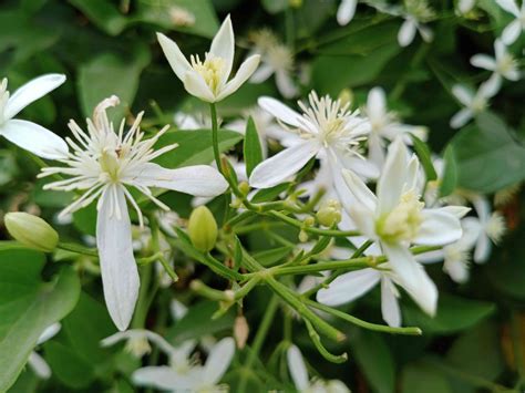Do jasmine flowers bloom at night?