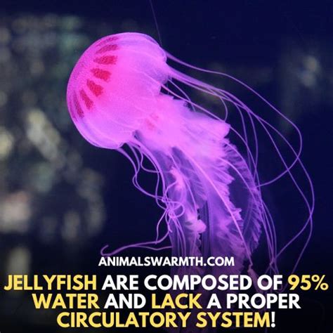 Do jellyfish feel pain?