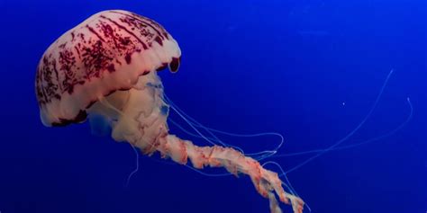 Do jellyfish have a heart?