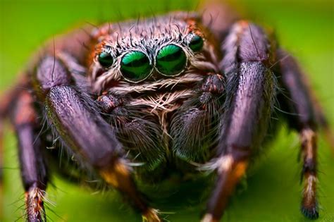 Do jumping spiders dream?