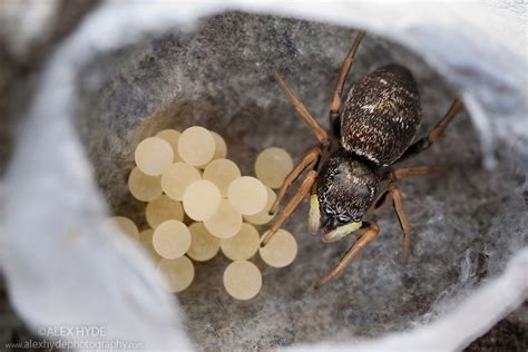 Do jumping spiders eat after laying eggs?