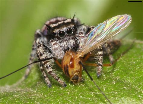 Do jumping spiders eat their own kind?