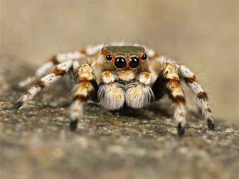 Do jumping spiders get stressed?