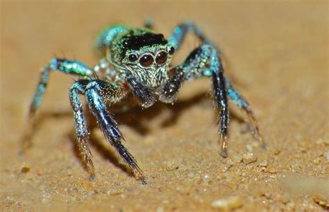 Do jumping spiders have memory?