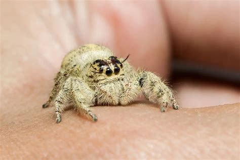 Do jumping spiders see like humans?